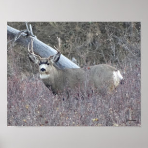 Affiche D32 Mule Deer Buck