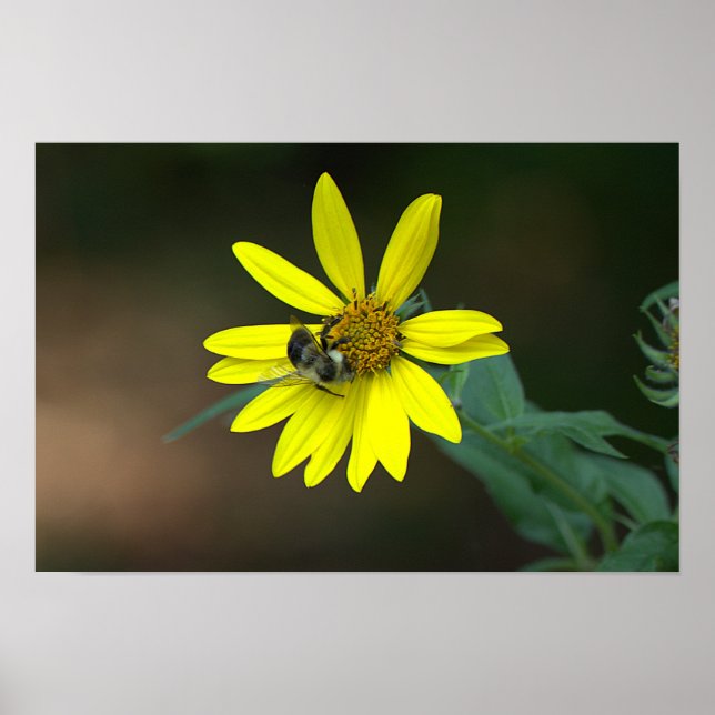Affiche d'abeille sur fleur sauvage jaune (Devant)