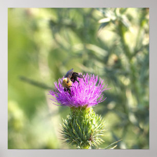 Affiche d'abeille sur fleur violette