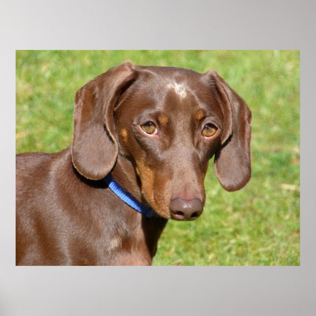Affiche Dachshund (Devant)