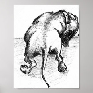 Affiche Dachshund