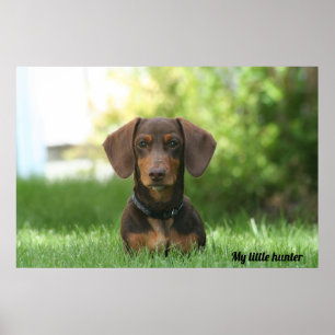 Affiche Dachshund