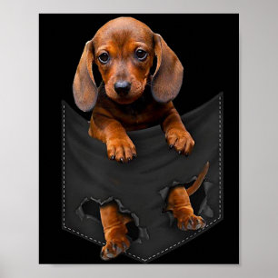 Affiche Dachshund Dans Ma Poche Dachshund Weiner Chien Cad