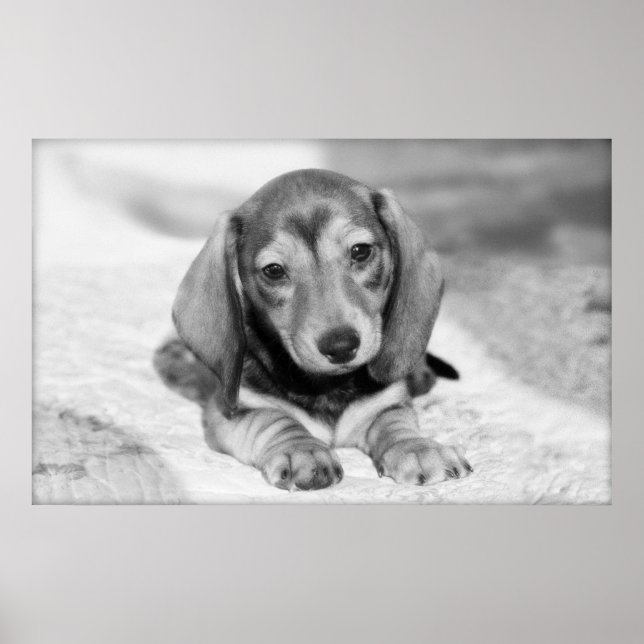 Affiche Dachshund Puppy (Devant)
