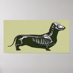 Affiche dachshund skeleton