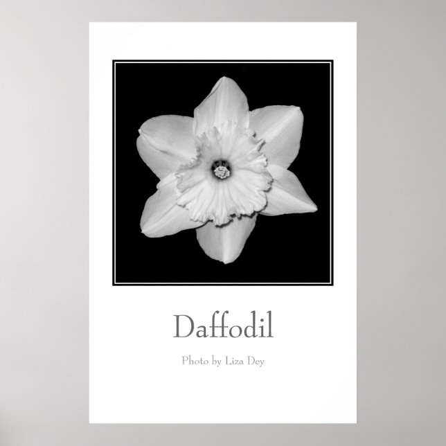 Affiche 'Daffodil' (Devant)
