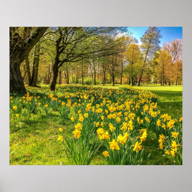 AFFICHE DAFFODIL (Devant)