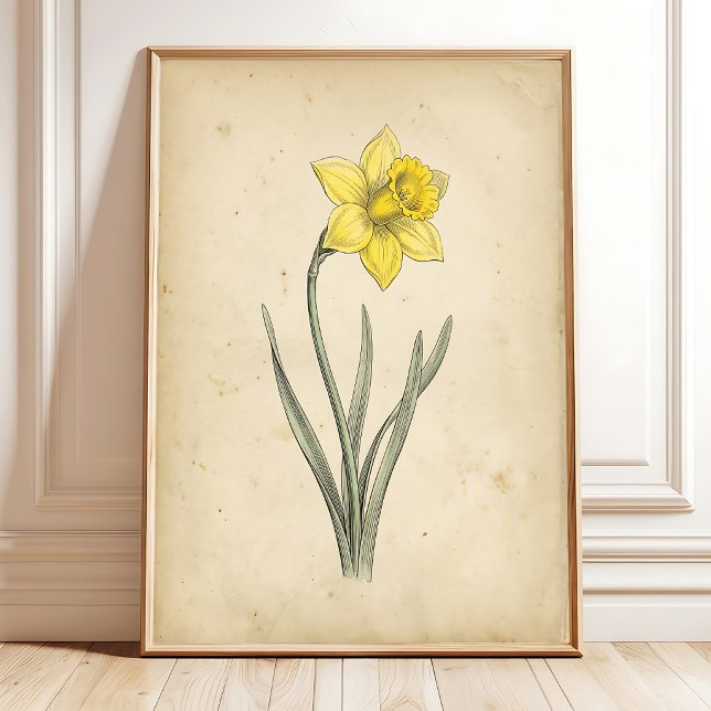 Affiche Daffodil Art Botanique Antique Mural (Créateur téléchargé)