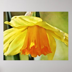 Affiche Daffodil Fleur Photographie Imprimer