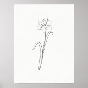 Affiche Daffodil Sketch Print