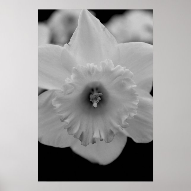 Affiche Daffodile (Devant)