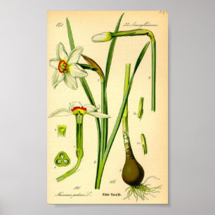 Affiche Daffodile du poète (Narcissus poeticus)