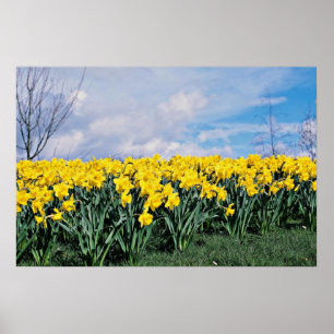 Affiche Daffodiles de printemps, Shrewsbury, Shropshire, A