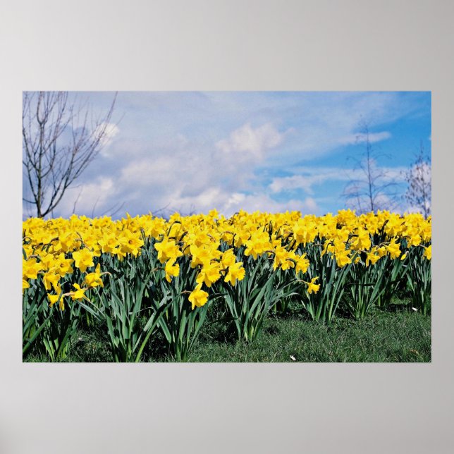 Affiche Daffodiles de printemps, Shrewsbury, Shropshire, A (Devant)