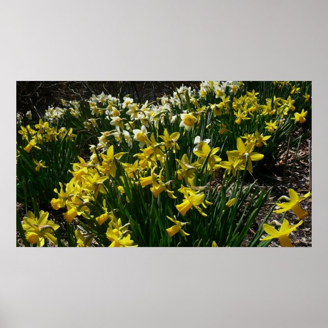 Affiche Daffodiles jaunes et blancs Fleurs de printemps (Devant)