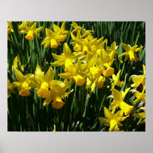 Affiche Daffodiles Jaunes I Fleurs De Printemps Cheveux