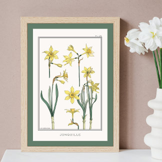 Affiche Daffodiles Jaunes Verneuil Illustration