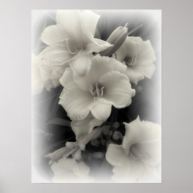 AFFICHE DAFFODILS ÉMERGENTS (Devant)