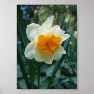 Affiche Daffodique