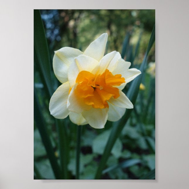 Affiche Daffodique (Devant)