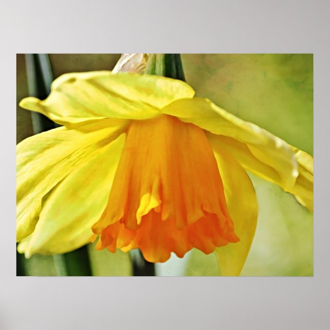 Affiche Daffodique Fleur Jaune Art Photographique Imprimer (Devant)