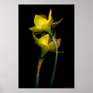 Affiche Daffodique I