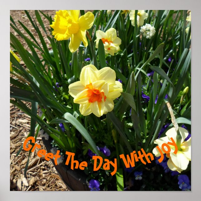 Affiche Daffodique jaune (Devant)