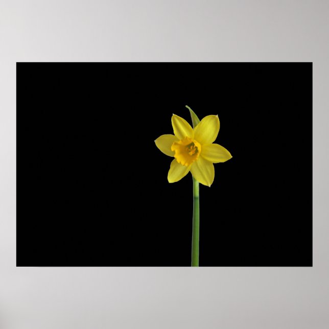 Affiche Daffodique unique (Devant)