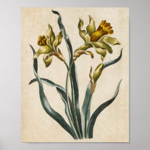 Affiche Daffodique vintage de fleurs