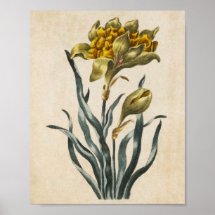 Affiche Daffodique vintage de fleurs