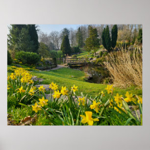 Affiche Daffodiques
