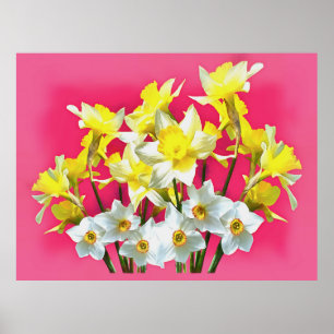 Affiche Daffodiques Jaunes Et Blanc Narcissi Viva Magenta