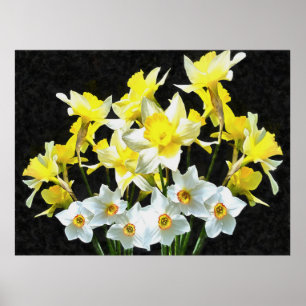 Affiche Daffodiques Jaunes Et Narcissi Blanc Sur Gris