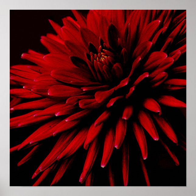 Affiche dahlia (Devant)