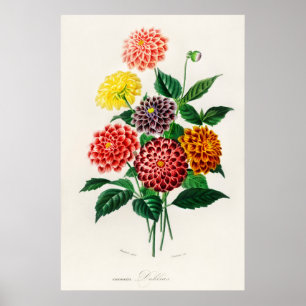 Affiche Dahlia