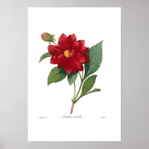 Affiche Dahlia