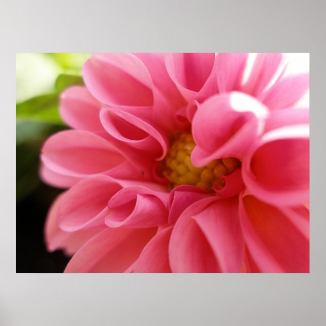 Affiche Dahlia (Devant)