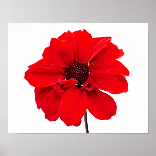 Affiche Dahlia Bishop Red (Devant)