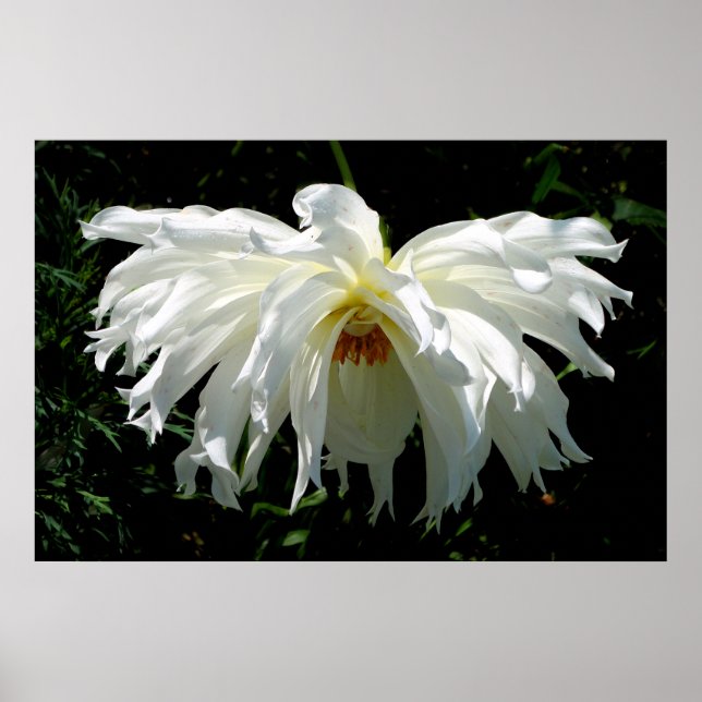 Affiche Dahlia blanche pleur (Devant)