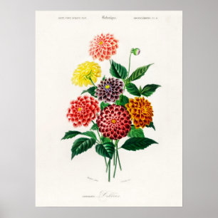 Affiche Dahlia Charles Dessalines D'Orbigny Livre Vintage