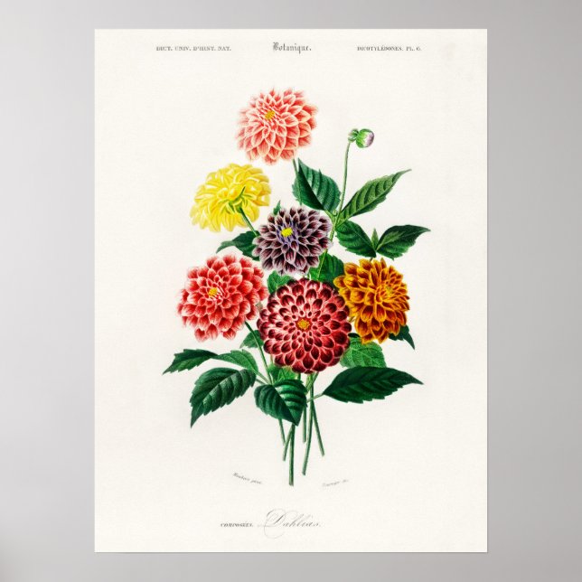 Affiche Dahlia Charles Dessalines D'Orbigny Livre Vintage (Devant)