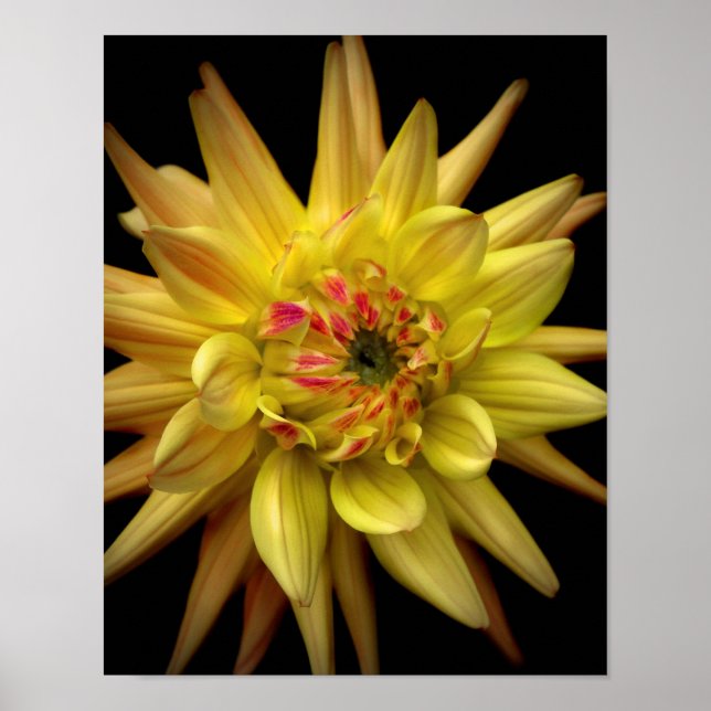 Affiche Dahlia Corona jaune (Devant)