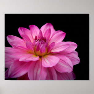 Affiche Dahlia Figurine rose