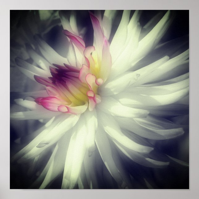 Affiche Dahlia Fleur Noir Et Blanc Partiel Couleur (Devant)