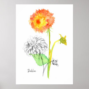 Affiche Dahlia Flower Plante Dessin Botanique Floriographi