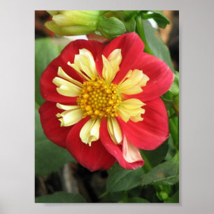 Affiche Dahlia Goldalia Scarlet