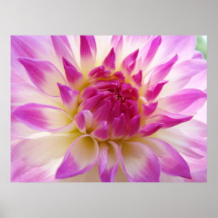 Affiche Dahlia Images de fleurs rose blanc Dahlias d'été