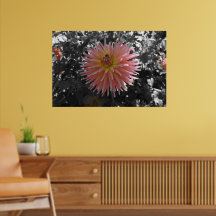 Dahlia in the Spotlight