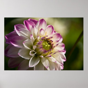 Affiche Dahlia pourpre et blanc