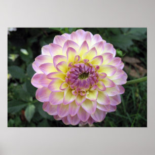 Affiche Dahlia vif de crème de lavande